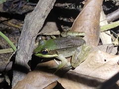 Lithobates vaillanti