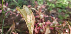Argentagrion ambiguum