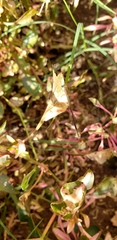 Argentagrion ambiguum