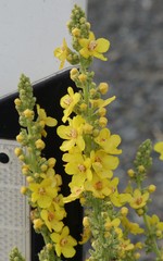 Verbascum speciosum