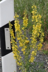Verbascum speciosum