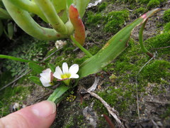 Moraea albiflora