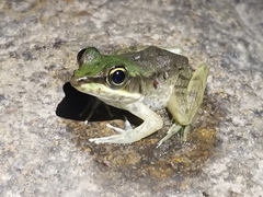 Lithobates vaillanti