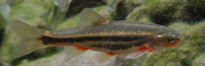 Saltillo Chub