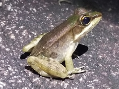 Lithobates vaillanti