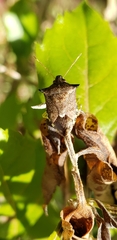 Podisus nigrispinus