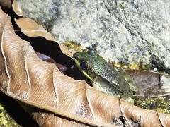 Lithobates vaillanti
