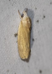 Earias