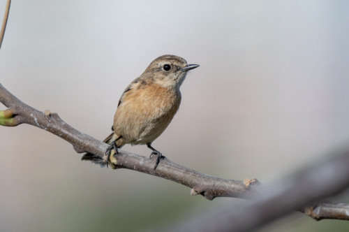 Amur Stonechat (Saxicola stejnegeri)