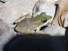 Lithobates vaillanti
