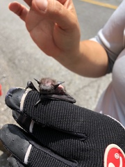 Nycticeius humeralis