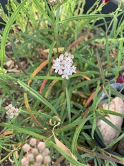 Asclepias angustifolia