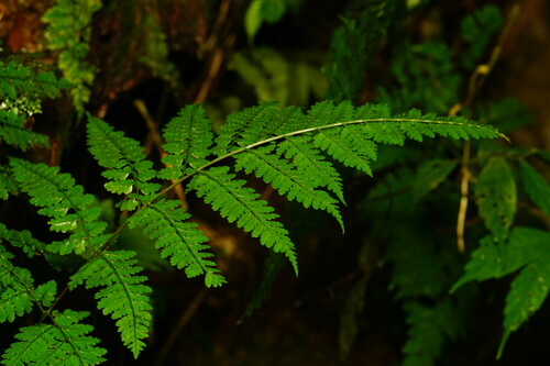 Dryopteris hasseltii iNat (3)