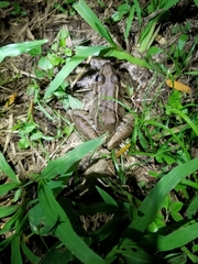Lithobates brownorum