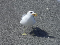 Larus californicus