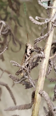 Ronderosia bergii