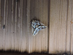 Caripeta angustiorata