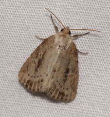 Photedes panatela