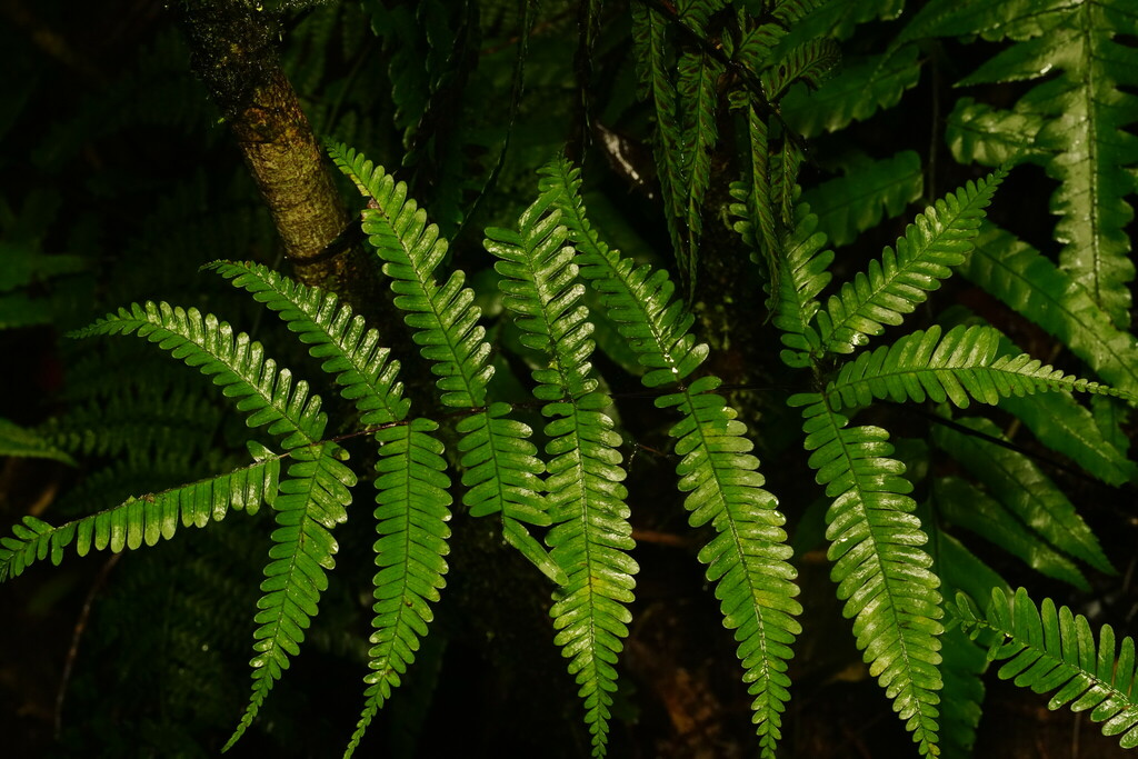 Pteris bella
