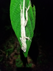 Anolis lemurinus