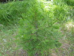 Calocedrus