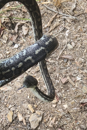 Coastal Carpet Python sighting