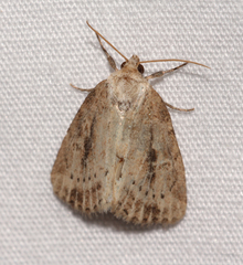 Photedes panatela