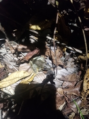 Lithobates brownorum