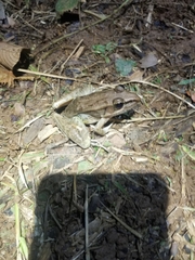 Lithobates brownorum