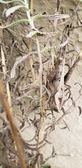 Xyleus discoideus
