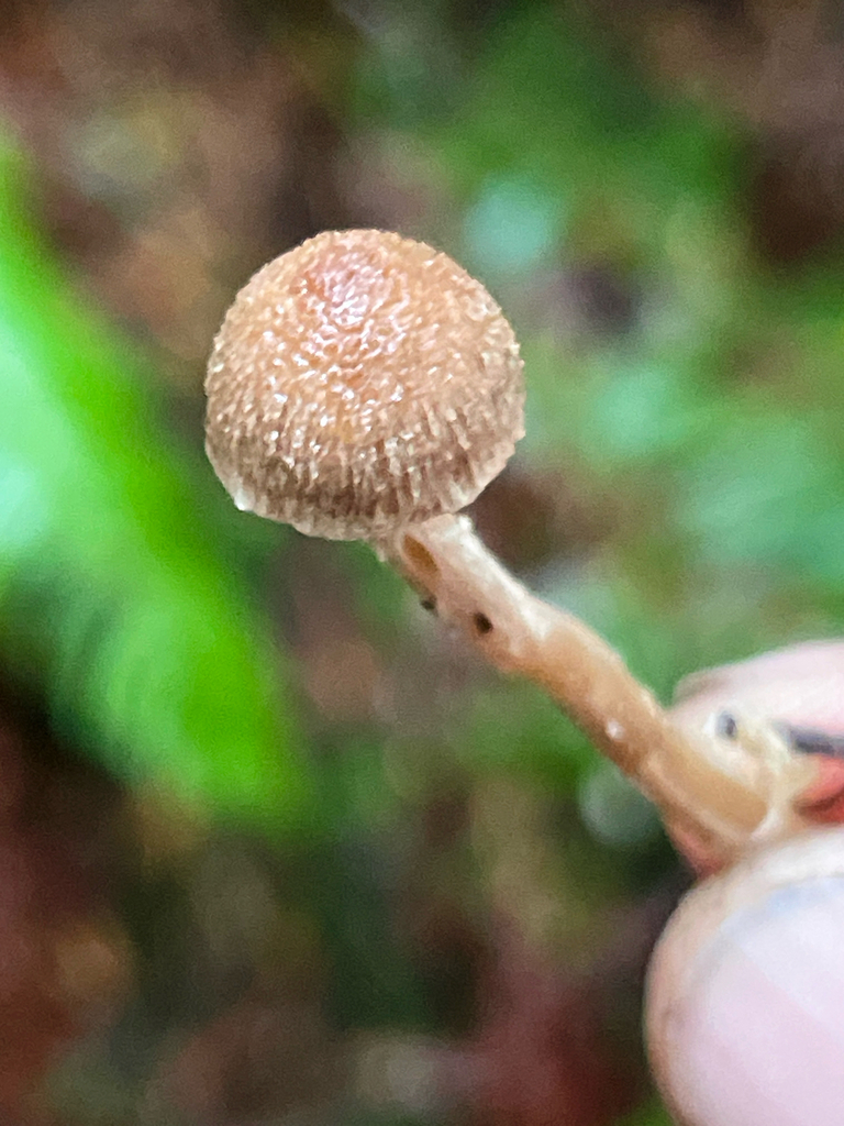 Fiber Caps in October 2024 by ym_wang_pnw · iNaturalist
