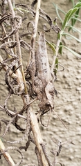 Xyleus discoideus