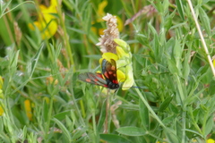 Zygaena lonicerae