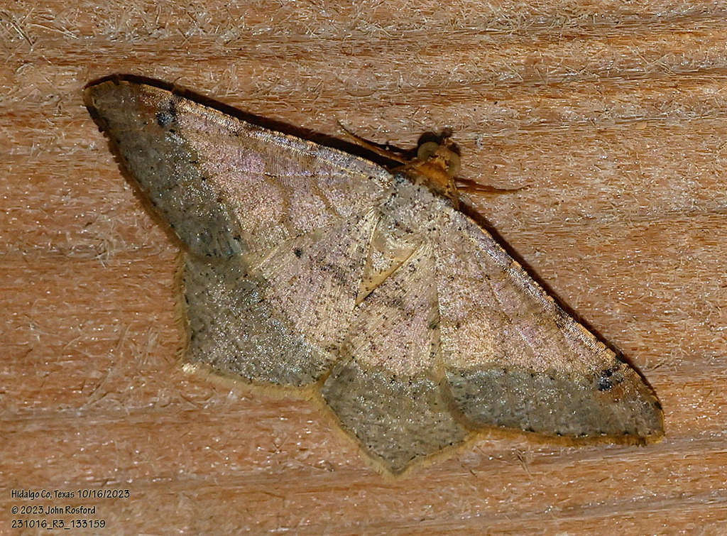 Dark-shaded Angle