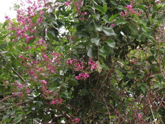 Fridericia floribunda