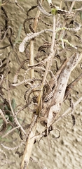 Xyleus discoideus