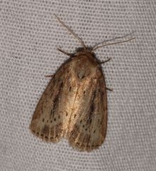 Photedes panatela