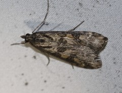 Nomophila corticalis