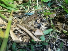 Lithobates brownorum