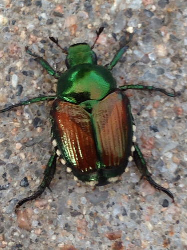 Japanese Beetle, photo 10 of 10