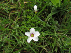 Oxalis pusilla