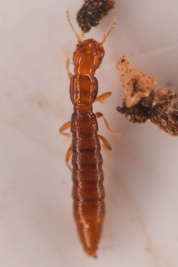 Fenderia