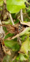 Oncopeltus unifasciatellus
