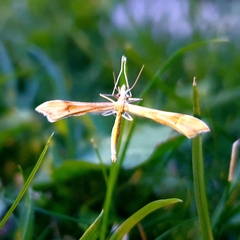 Gillmeria pallidactyla