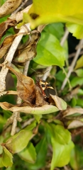 Oncopeltus unifasciatellus