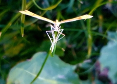 Gillmeria pallidactyla