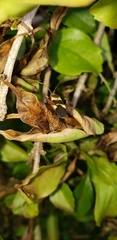 Oncopeltus unifasciatellus