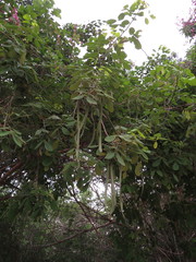 Fridericia floribunda