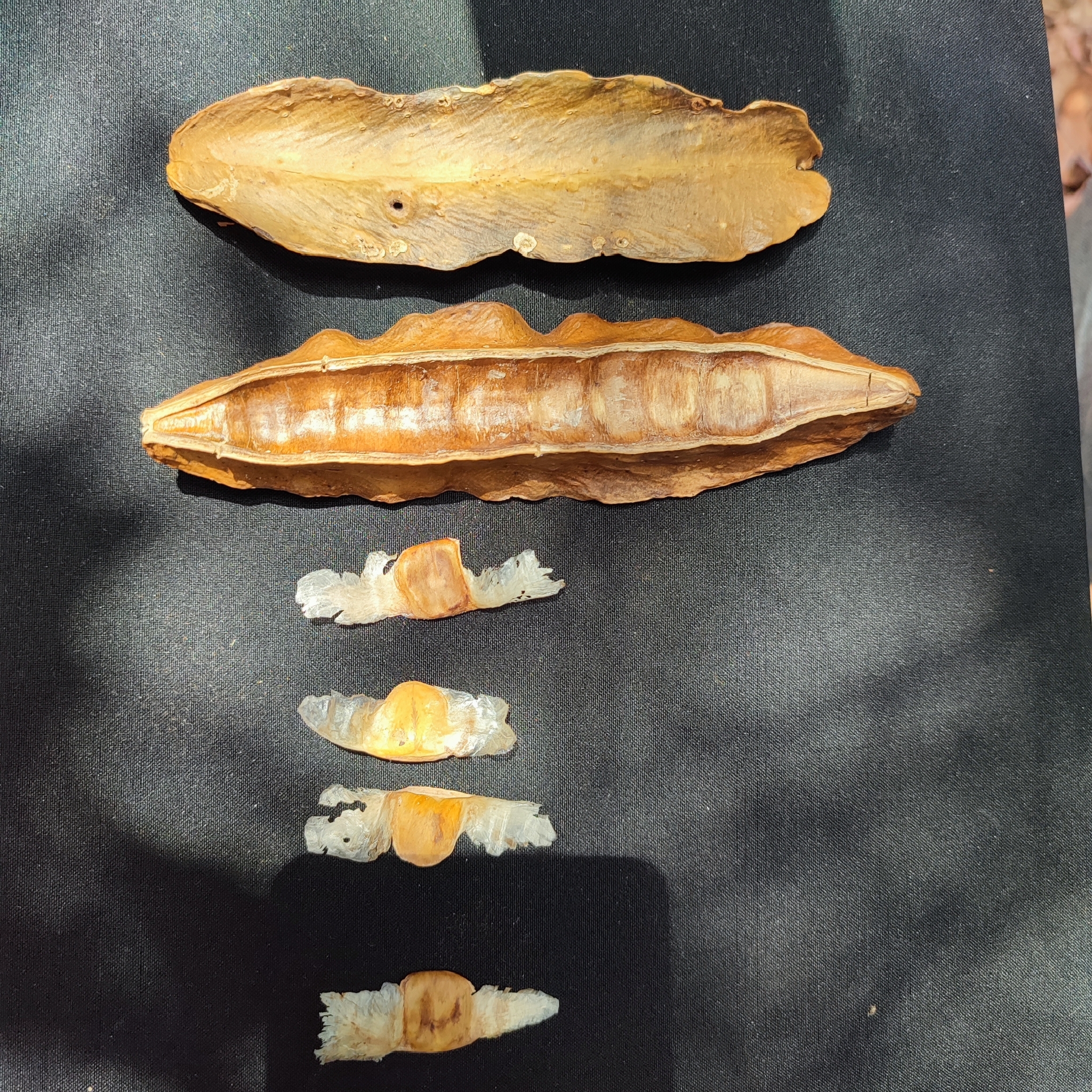 Adenocalymma divaricatum
