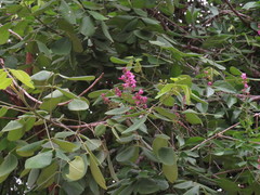 Fridericia floribunda
